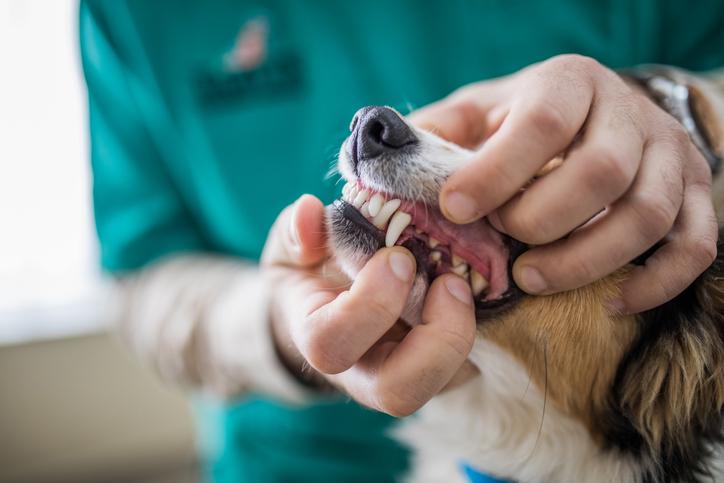 Badanie zębów u psa